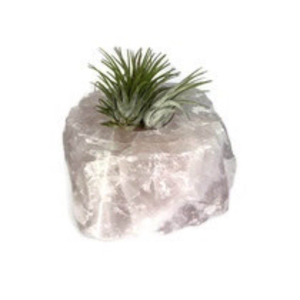 Air Plant and Raw Rose Quartz Candle Holder ReikiMiAlma Infused